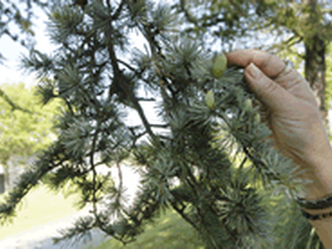 Curso sobre plantas medicinales en febrero y marzo