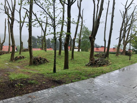 El lunes se repartirá la madera procedente de la poda de los plataneros de San Roke oste