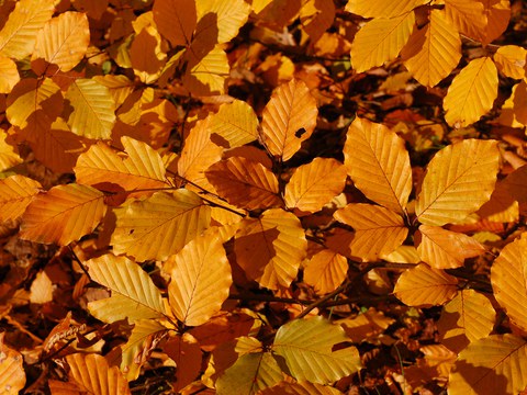 En marcha el concurso de fotografía digital sobra el otoño